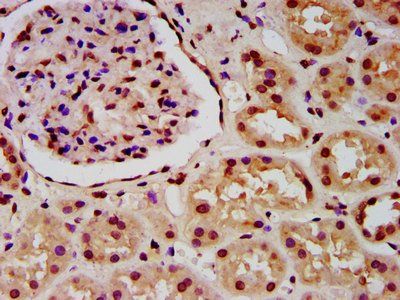 HIST1H4A (Ab-16) Antibody