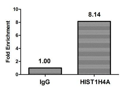 HIST1H4A (Ab-16) antibody