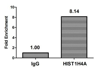 HIST1H4A (Ab-16) Antibody