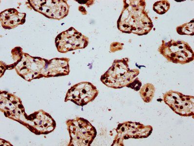 HIST1H4A (Ab-16) Antibody