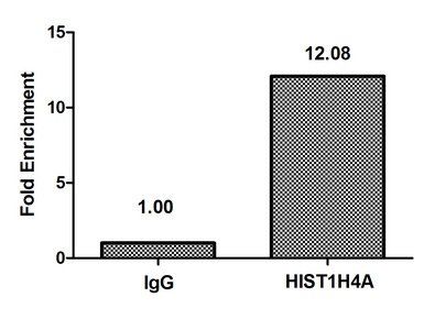 HIST1H4A (Ab-3) antibody