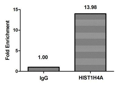 HIST1H4A (Ab-3) antibody