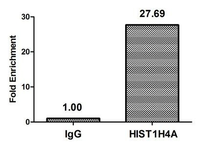 HIST1H4A (Ab-35) antibody