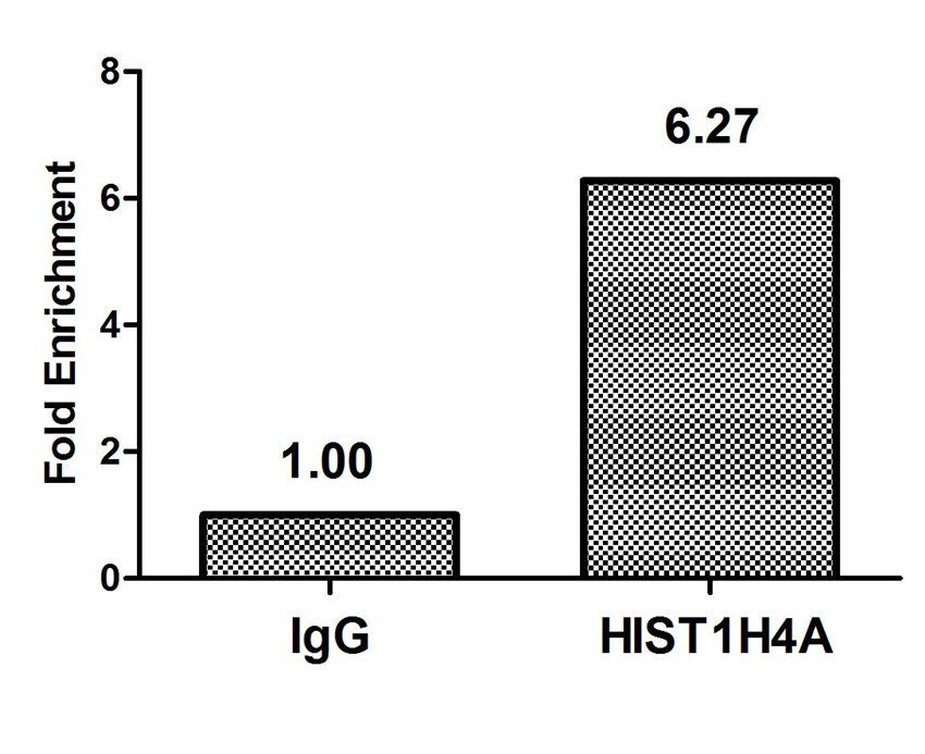 HIST1H4A (Ab-5) Antibody