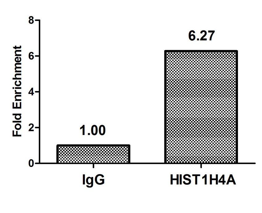 HIST1H4A (Ab-5) antibody