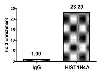 HIST1H4A (Ab-5) Antibody