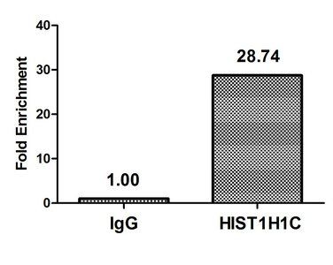 HIST1H4A (Ab-5) antibody