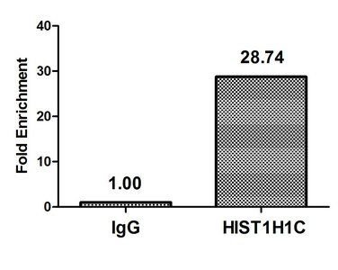 HIST1H4A (Ab-5) Antibody