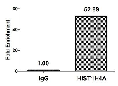 HIST1H4A (Ab-59) antibody
