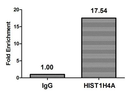 HIST1H4A (Ab-79) antibody