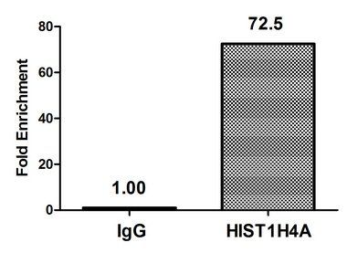 HIST1H4A (Ab-8) antibody