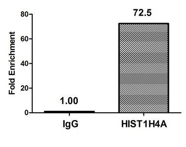 HIST1H4A (Ab-8) Antibody
