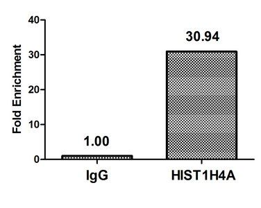 HIST1H4A (Ab-8) Antibody