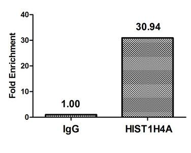 HIST1H4A (Ab-8) antibody