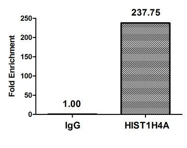 HIST1H4A (Ab-8) antibody