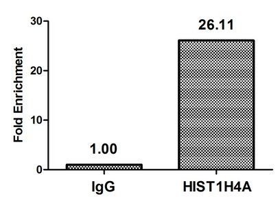 HIST1H4A (Ab-91) antibody