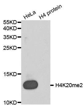 DiMethyl-Histone H4-K20 antibody