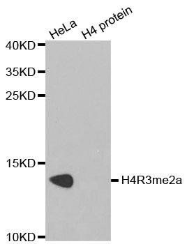 Asymmetric DiMethyl-Histone H4-R3 antibody