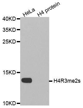 Symmetric DiMethyl-Histone H4-R3 antibody