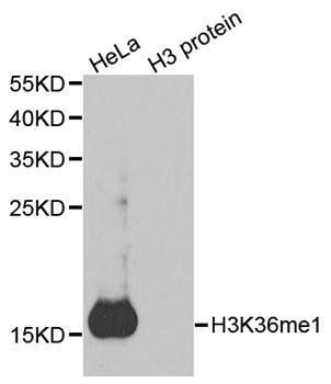 MonoMethyl-Histone H3-K36 antibody