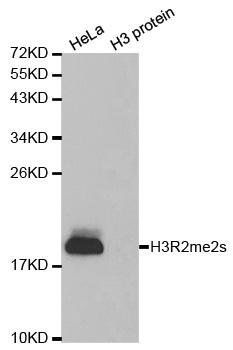 Symmetric DiMethyl-Histone H3-R2 antibody