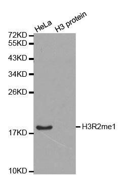MonoMethyl-Histone H3-R2 antibody