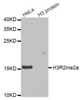 H3R2me2a antibody