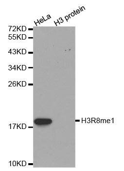 MonoMethyl-Histone H3-R8 antibody