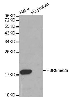 Asymmetric DiMethyl-Histone H3-R8 antibody
