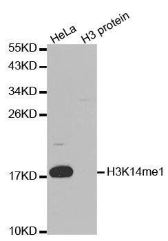 MonoMethyl-Histone H3-K14 antibody