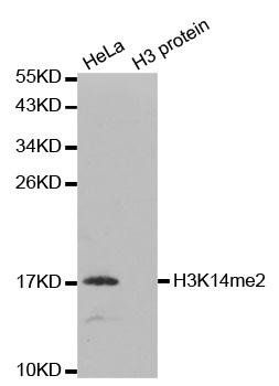 DiMethyl-Histone H3-K14 antibody