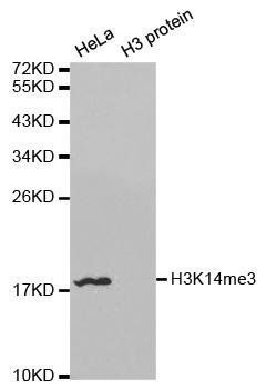 TriMethyl-Histone H3-K14 antibody