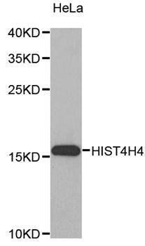 HIST4H4 antibody