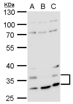 Histamine H4 Receptor antibody