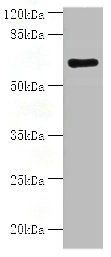 Histone acetyltransferase KAT7 antibody