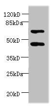 HDAC3 Antibody