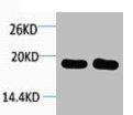 Histone H1 antibody