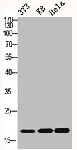 Histone H1 antibody