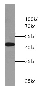 Histone H1.2 antibody