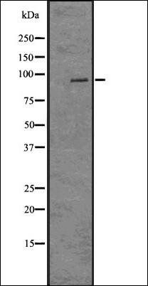 Histone H2A (acetyl K9) antibody