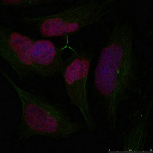 Histone H2A.X (Ab-139) Antibody
