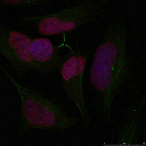 Histone H2A.X (Ab-139) antibody