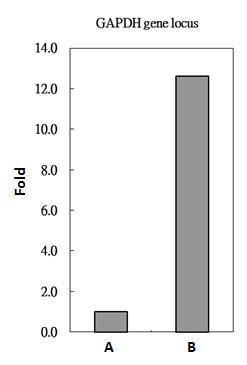 Histone H2A.Z antibody