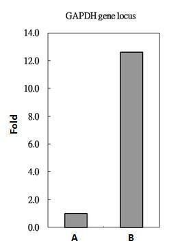 H2A histone family member Z Antibody