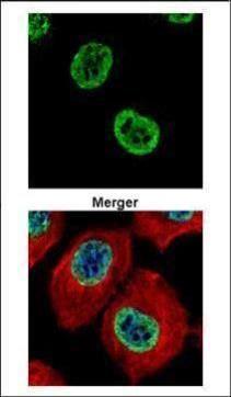 Histone H2A.Z antibody