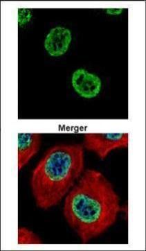 H2A histone family member Z Antibody