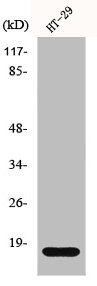 Histone H2B Antibody