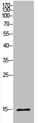 Histone H2B antibody