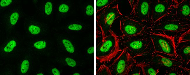 Histone H3 antibody