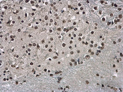 Histone H3.3B Rabbit Polyclonal Antibody